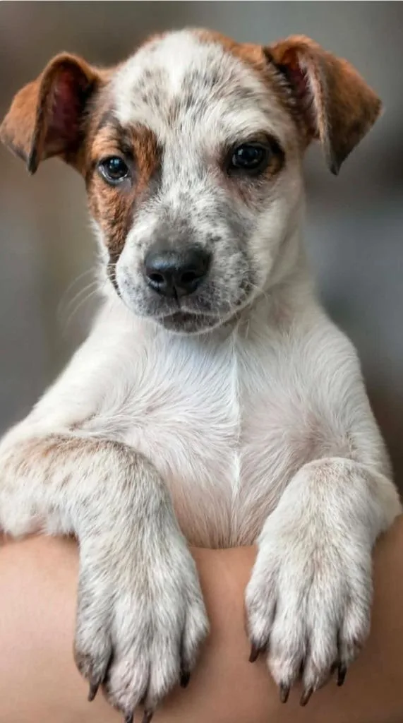 A baby medium-sized female Cattle Dog dog named Natty for adoption in El Dorado, AR