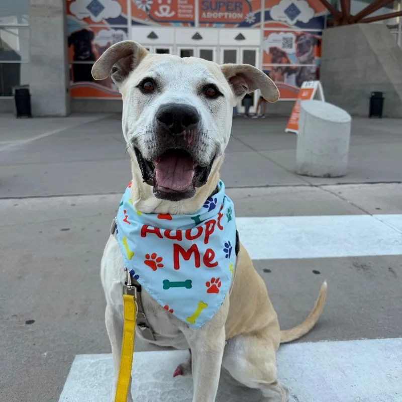 An adult large-sized male White / Cream Mastiff dog named Mr. Bowser for adoption in Branford, CT