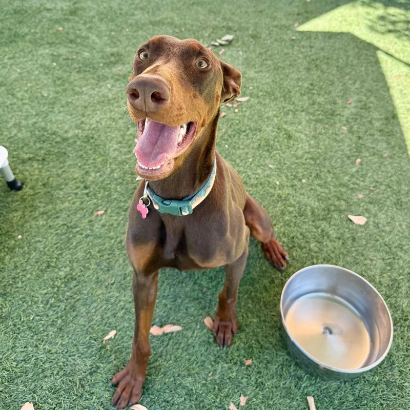 A young large-sized male Brown / Chocolate Doberman Pinscher dog named Duke for adoption in Agoura Hills, CA