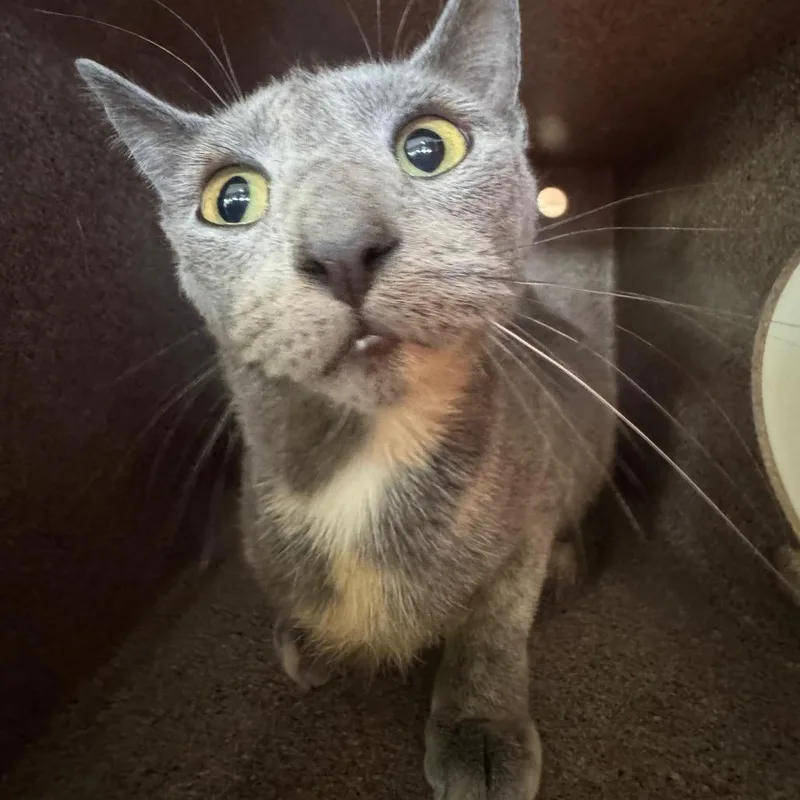 A young medium-sized female Tortoiseshell Domestic Short Hair cat named Tori for adoption in Birmingham, AL