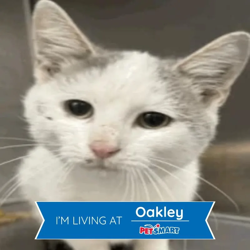 An adult medium-sized male Gray / Blue / Silver Domestic Short Hair cat named Bug for adoption in Cincinnati, OH