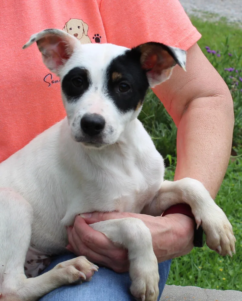 A baby medium-sized male Labrador Retriever dog named Simba for adoption in Prattville, AL