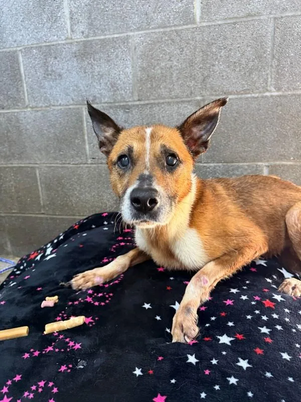An adult large-sized female Terrier dog named Gracie for adoption in Campbellsville, KY