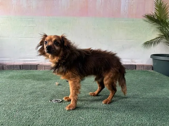 An adult medium-sized male Chihuahua dog named Jerry for adoption in Baldwin Park, CA