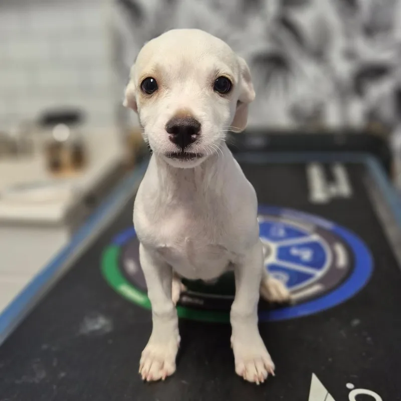 A baby small-sized male White / Cream Mixed Breed dog named Zachary for adoption in Wahiawa, HI