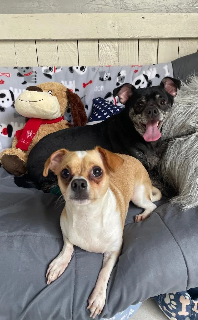A young small-sized male Chihuahua dog named Ernie for adoption in Fort Worth, TX