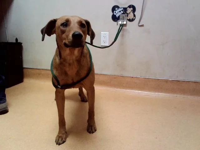 A young medium-sized female Labrador Retriever dog named Zumba for adoption in Martinez, CA