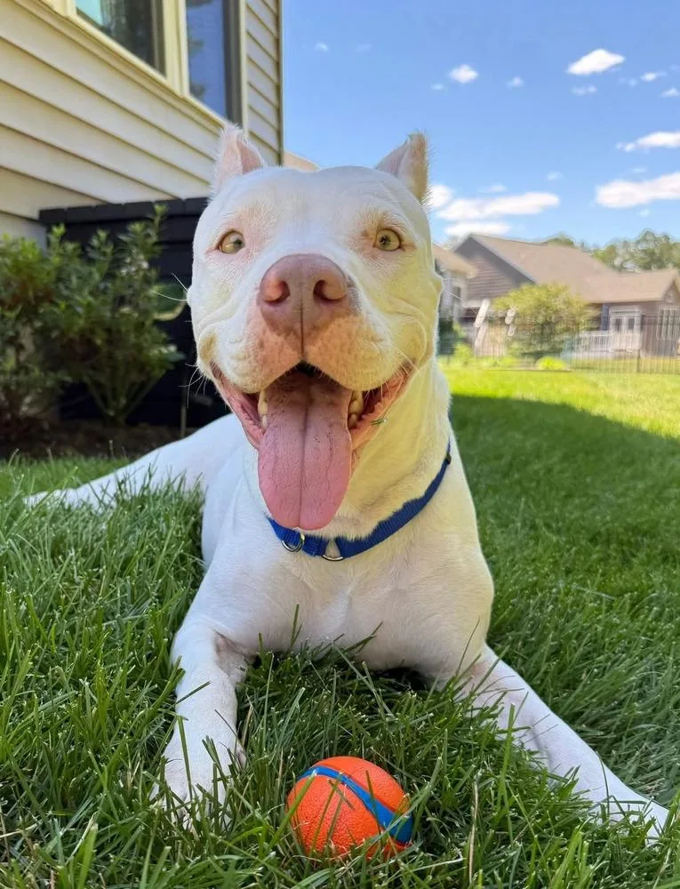 An adult large-sized female White / Cream Mixed Breed dog named Sasha for adoption in Milton, DE