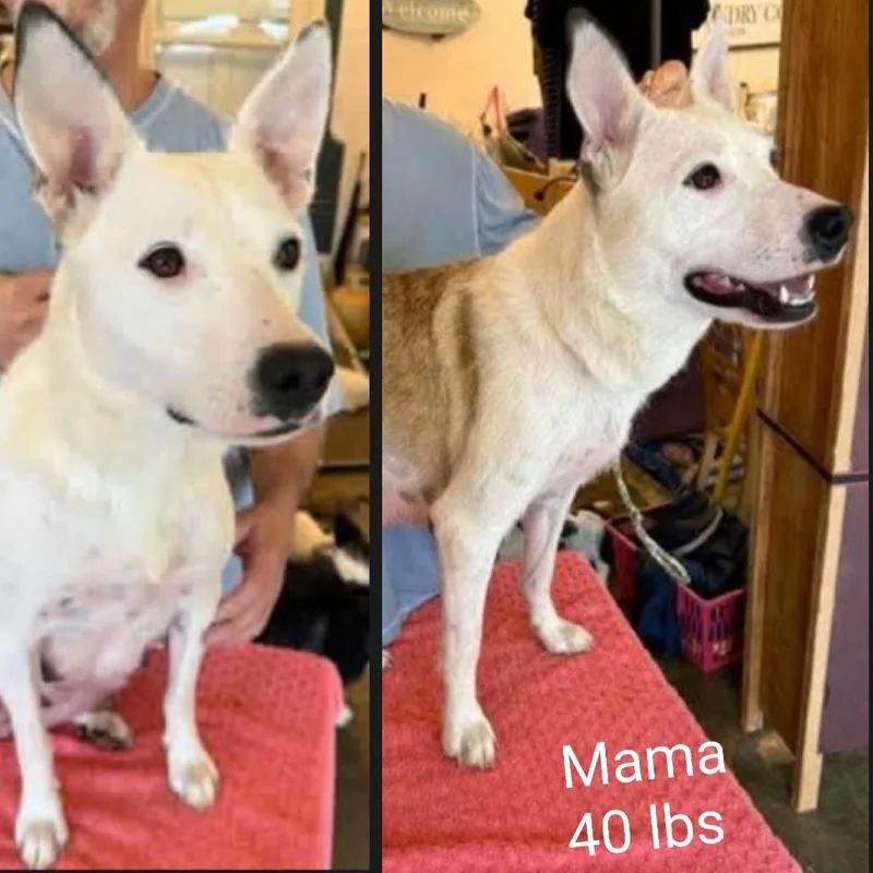 A baby small-sized female Mixed Breed dog named Madeline for adoption in Alexandria, VA