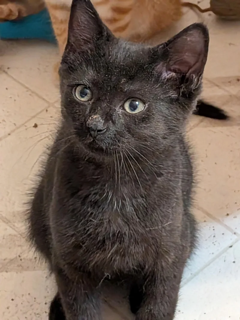 A baby medium-sized male Domestic Short Hair cat named Buzz for adoption in Ontario, NY