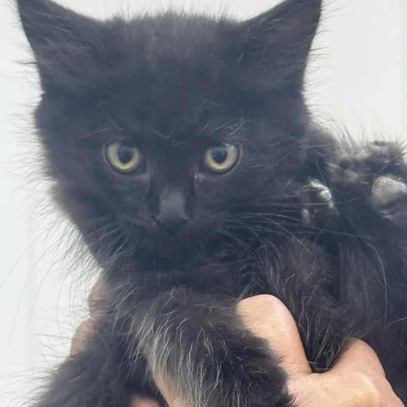 A baby medium-sized female Black & White / Tuxedo Domestic Short Hair cat named Nippers for adoption in Sonora, CA