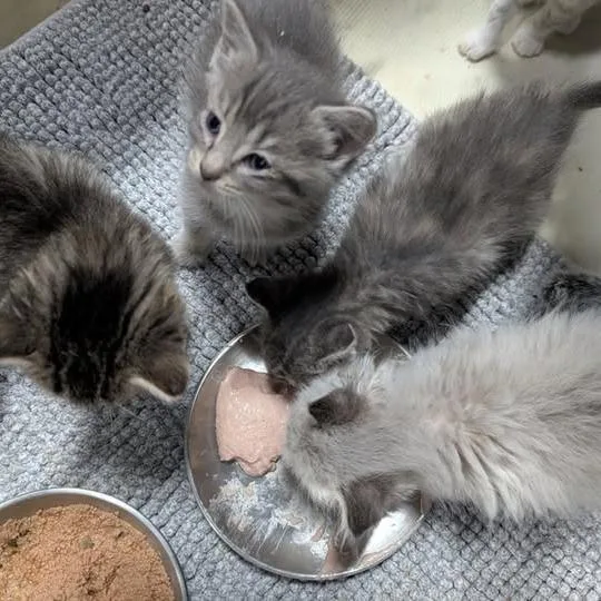 Oscar De La Renta thumbnail 2