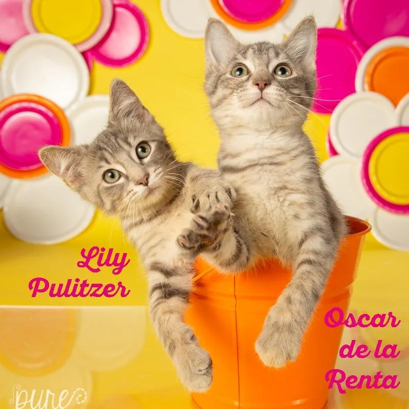 Oscar De La Renta thumbnail 6