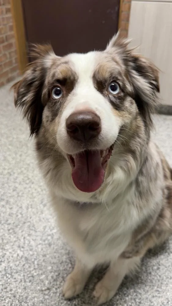 An adult medium-sized female Merle (Red) Australian Shepherd dog named Lainey for adoption in Ringwood, IL