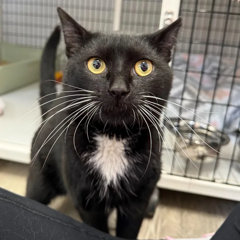 A young large-sized male Domestic Short Hair cat named Harvey for adoption in Ewing, NJ