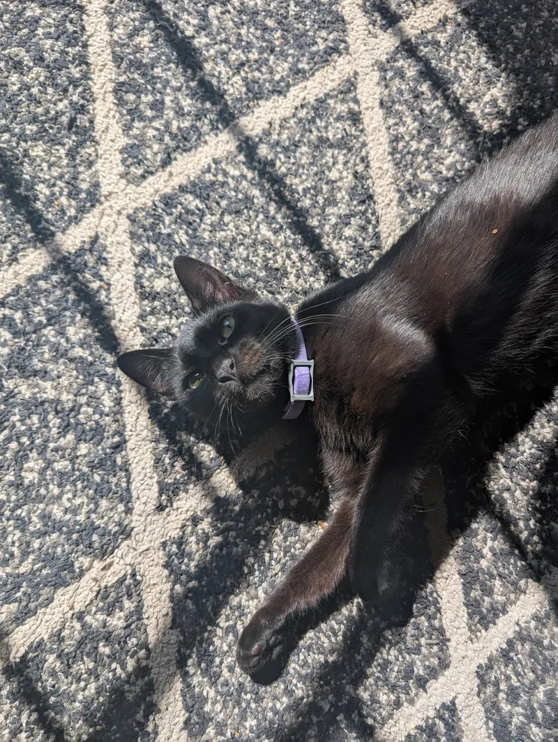 An adult medium-sized female Black Domestic Short Hair cat named Pepsi for adoption in San Jose, CA
