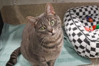 An adult small-sized male Domestic Short Hair cat named Hoppy for adoption in Scotia, NY