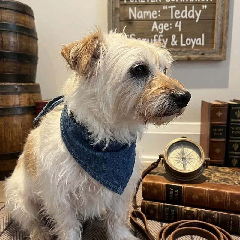 Teddy