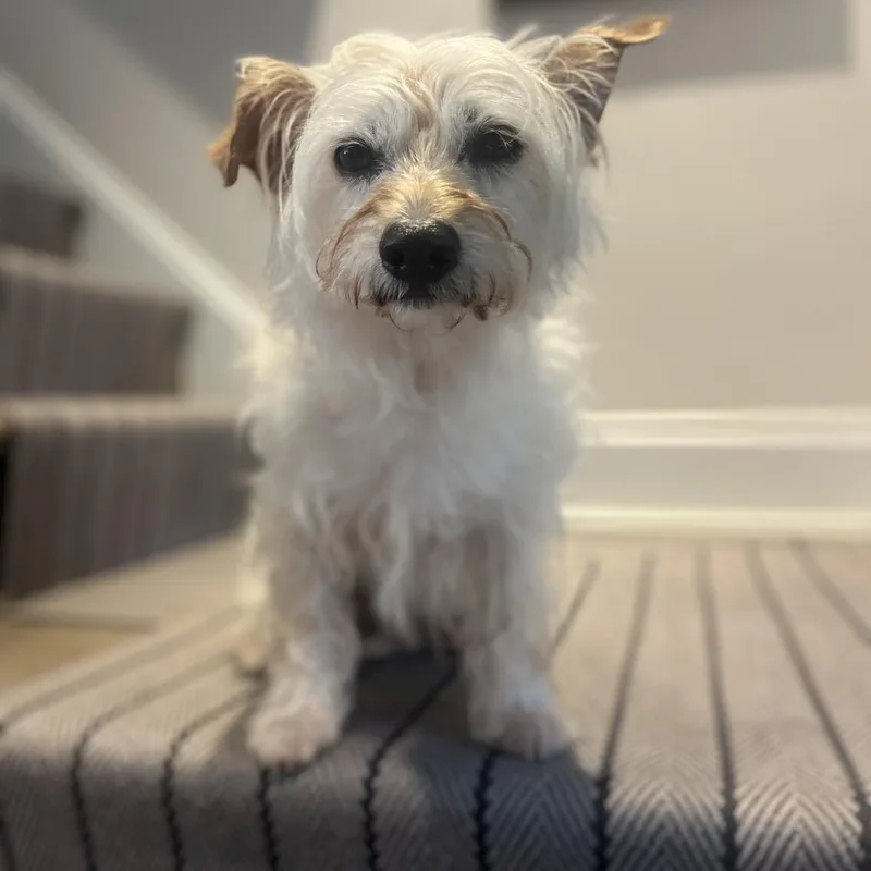 Teddy thumbnail 2