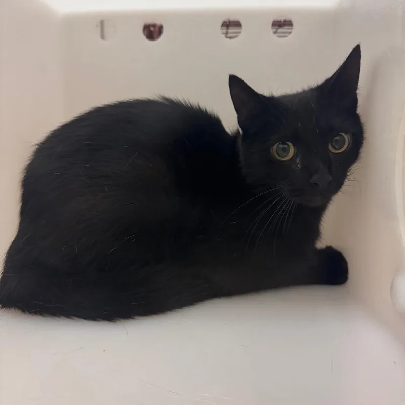 An adult medium-sized female Black Domestic Short Hair cat named Louisa for adoption in Bristol, IN