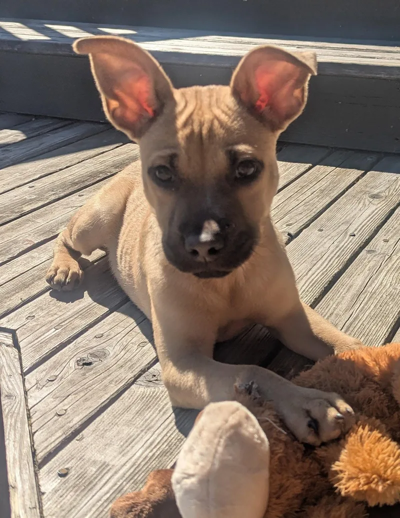 A young medium-sized male Cattle Dog dog named Dibs for adoption in Seattle, WA