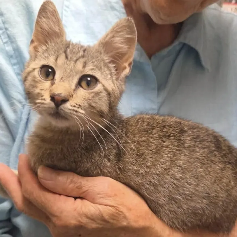 A young medium-sized male Tabby (Buff / Tan / Fawn) Domestic Short Hair cat named Ricky for adoption in Fort Payne, AL