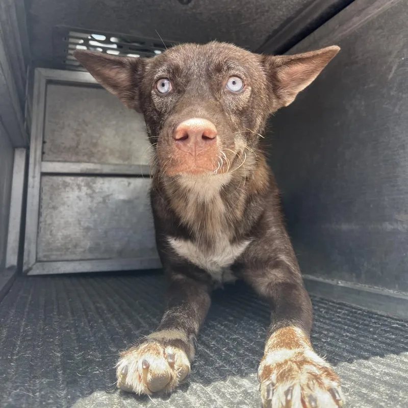 An adult medium-sized female Brown / Chocolate Shepherd dog named Jefa for adoption in Edinburg, TX