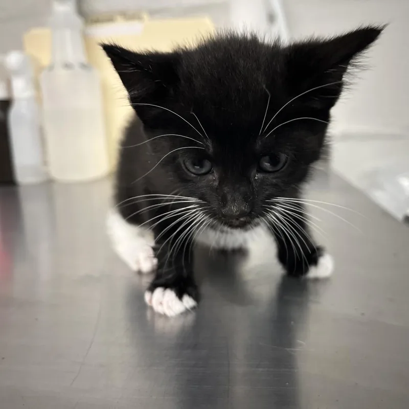 A baby small-sized female Black Domestic Short Hair cat named Pixel for adoption in Clanton, AL