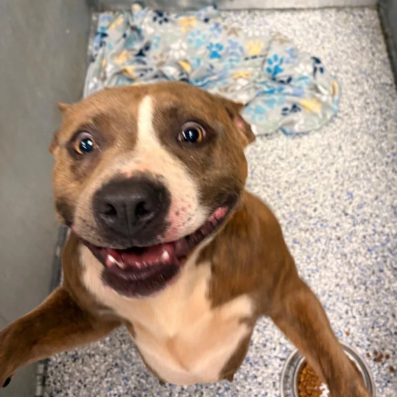 An adult medium-sized female Brown / Chocolate American Staffordshire Terrier dog named Cheezit for adoption in Greenville, SC