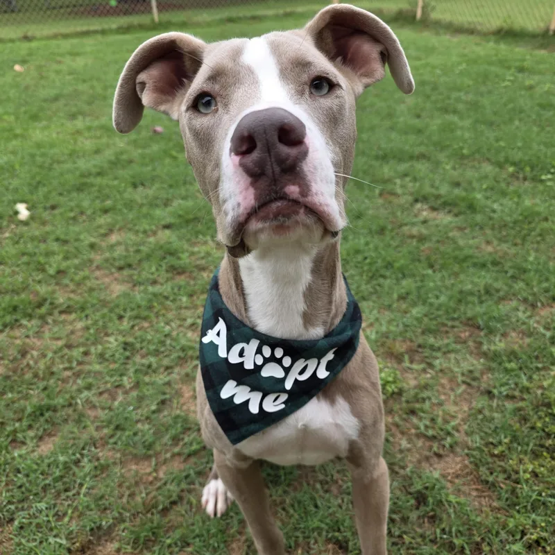An adult large-sized male Great Dane dog named Duke for adoption in Monticello, FL