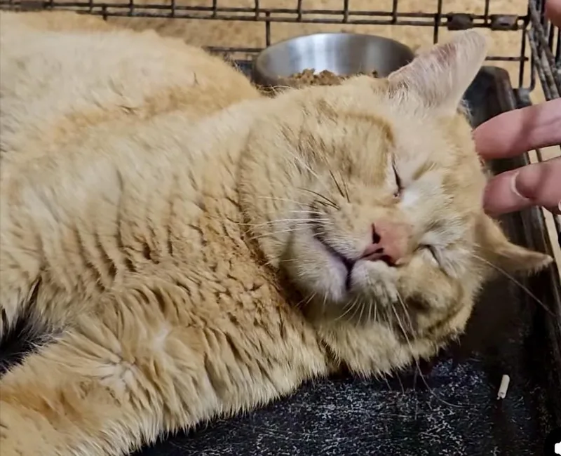 An adult medium-sized male Orange / Red Domestic Short Hair cat named Wutang for adoption in Myrtle Beach, SC