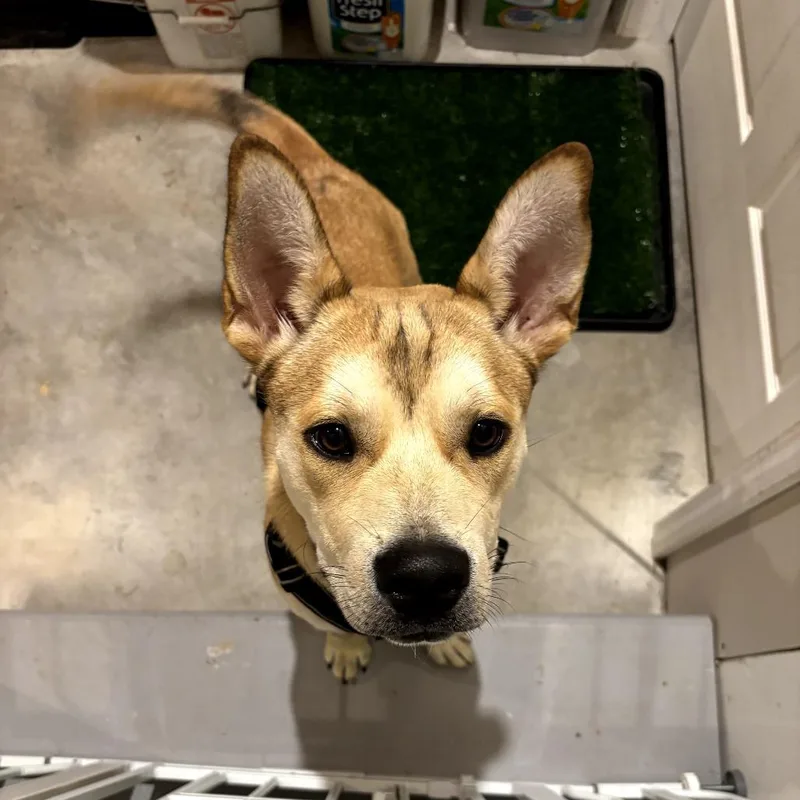 An adult medium-sized male Yellow / Tan / Blond / Fawn Husky dog named Tulsa for adoption in St. Peters, MO