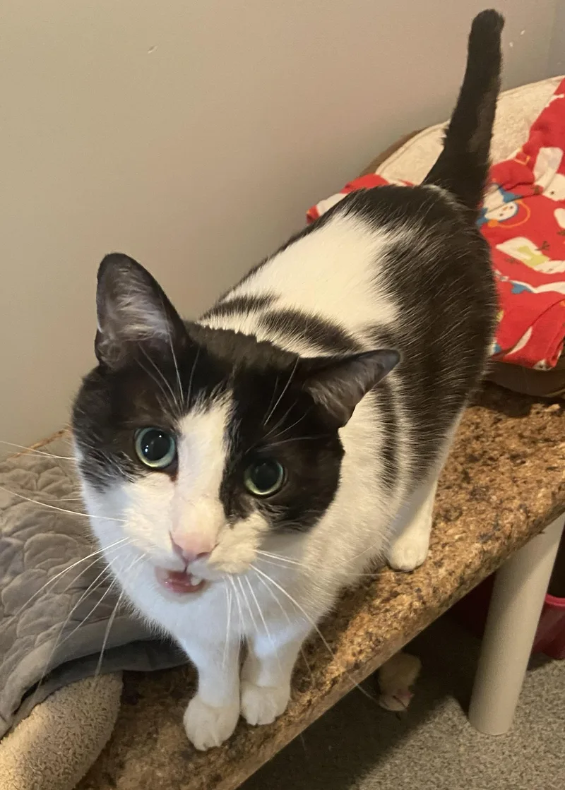 An adult extra large-sized male Black & White / Tuxedo Domestic Short Hair cat named Bo for adoption in Lincoln, NE