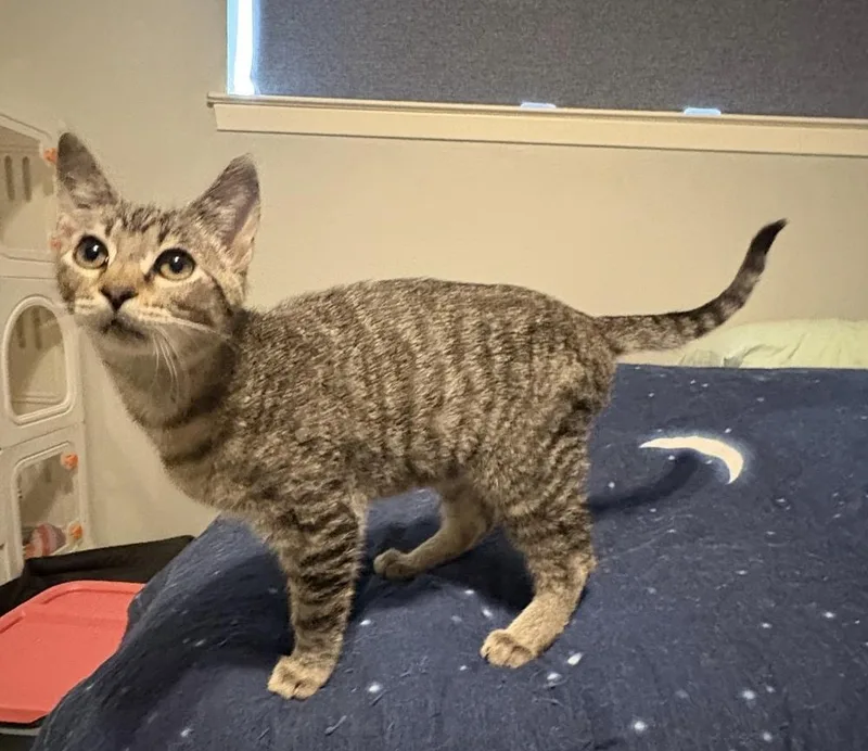 A baby small-sized male Domestic Medium Hair cat named Eros for adoption in Dallas, TX