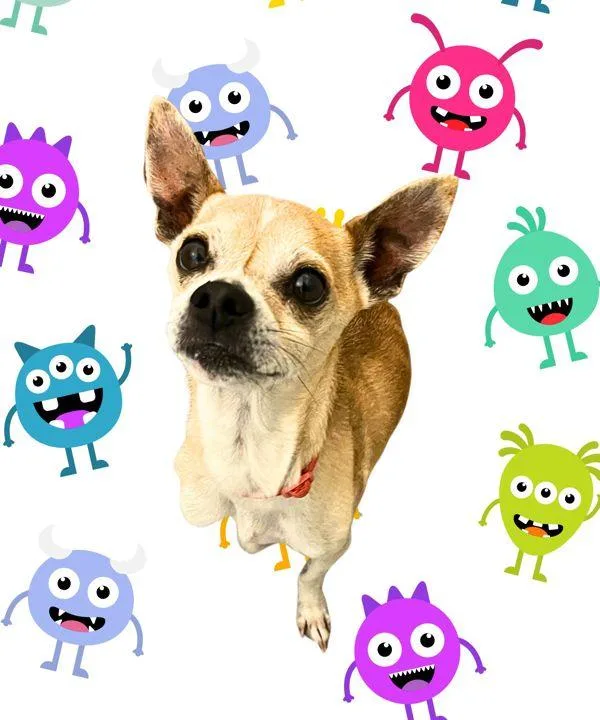 An adult small-sized male Chihuahua dog named Mr. Bean for adoption in Salem, OR