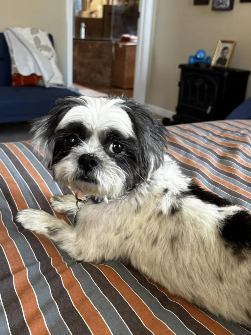 A senior small-sized female White / Cream Shih Tzu dog named Margaret for adoption in Memphis, TN