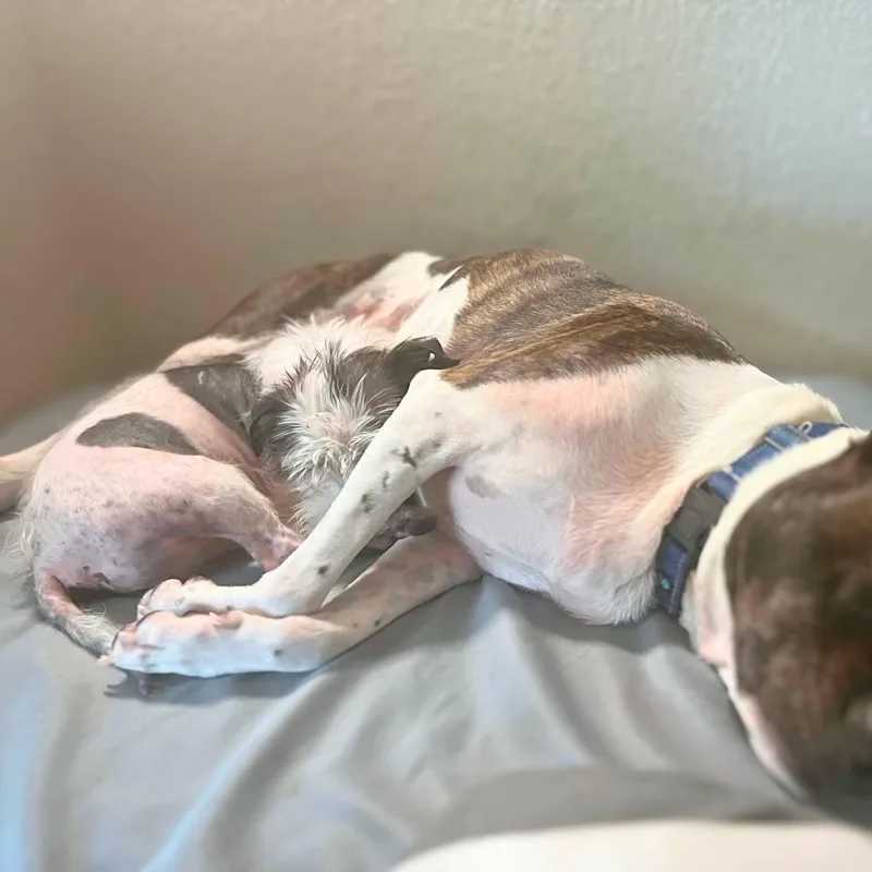 An adult small-sized male Terrier dog named Howie for adoption in Austin, TX