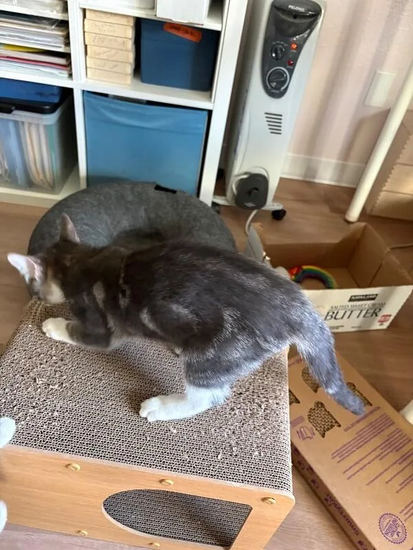 A young medium-sized male Tabby (Gray / Blue / Silver) Domestic Short Hair cat named Moth for adoption in Arlington, WA