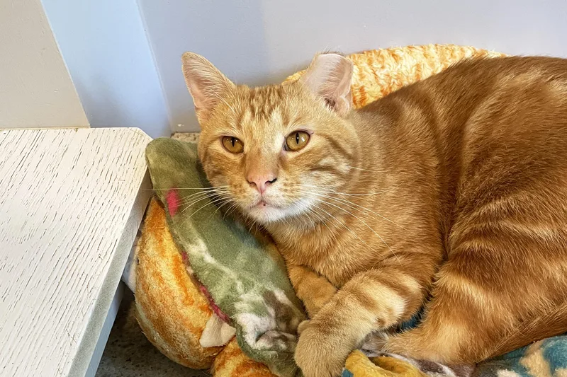 An adult large-sized male Tabby (Orange / Red) Domestic Short Hair cat named Pickles for adoption in Lincoln, NE