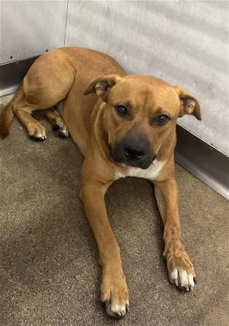 A young large-sized male Pit Bull Terrier dog named Raymond for adoption in San Bernardino, CA