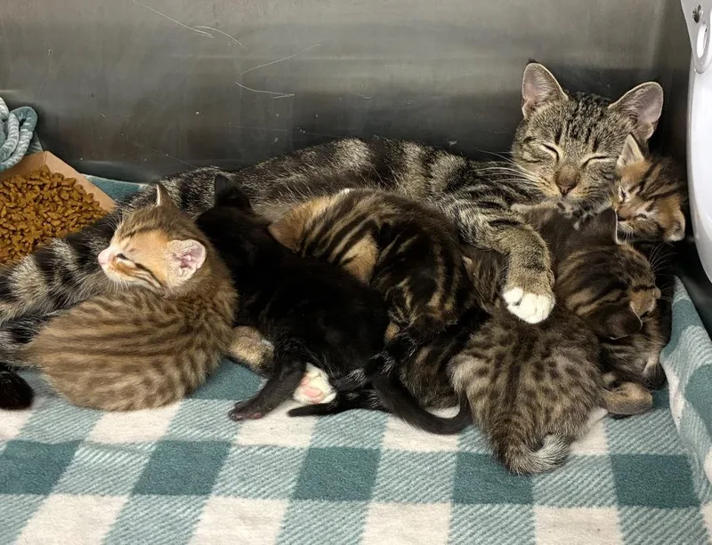 A young small-sized female Domestic Short Hair cat named Rosalinda for adoption in Hartsville, SC