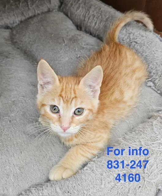 A baby medium-sized female Tabby (Orange / Red) Domestic Short Hair cat named Clementine for adoption in Santa Cruz, CA