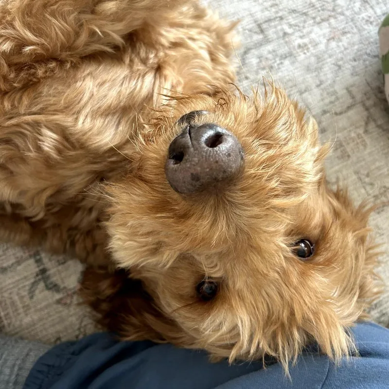 An adult large-sized male Apricot / Beige Golden Retriever dog named Kona D for adoption in Princeton, MN