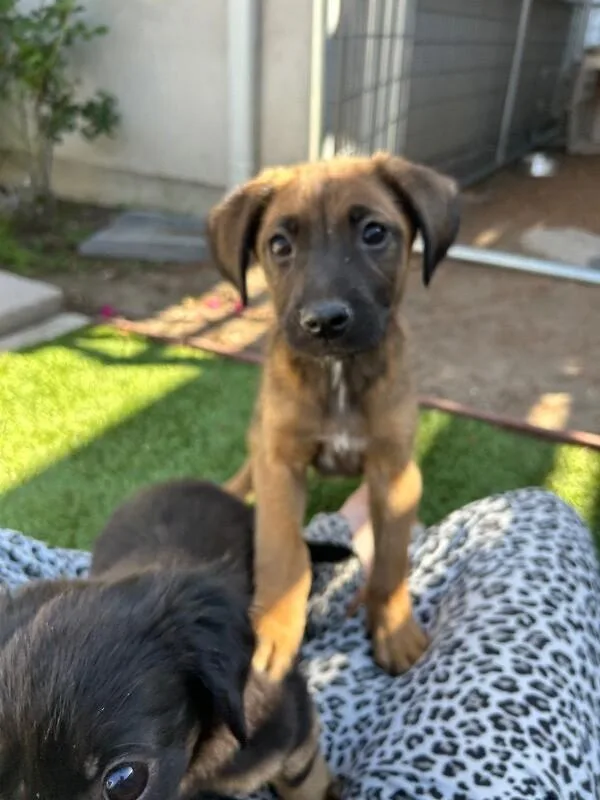 A baby large-sized male Brown / Chocolate German Shepherd Dog dog named Zion for adoption in Van Nuys, CA