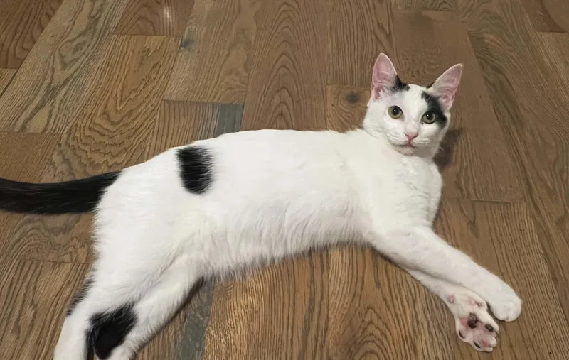 A baby medium-sized female Black & White / Tuxedo Domestic Short Hair cat named June Bug for adoption in Houston, TX