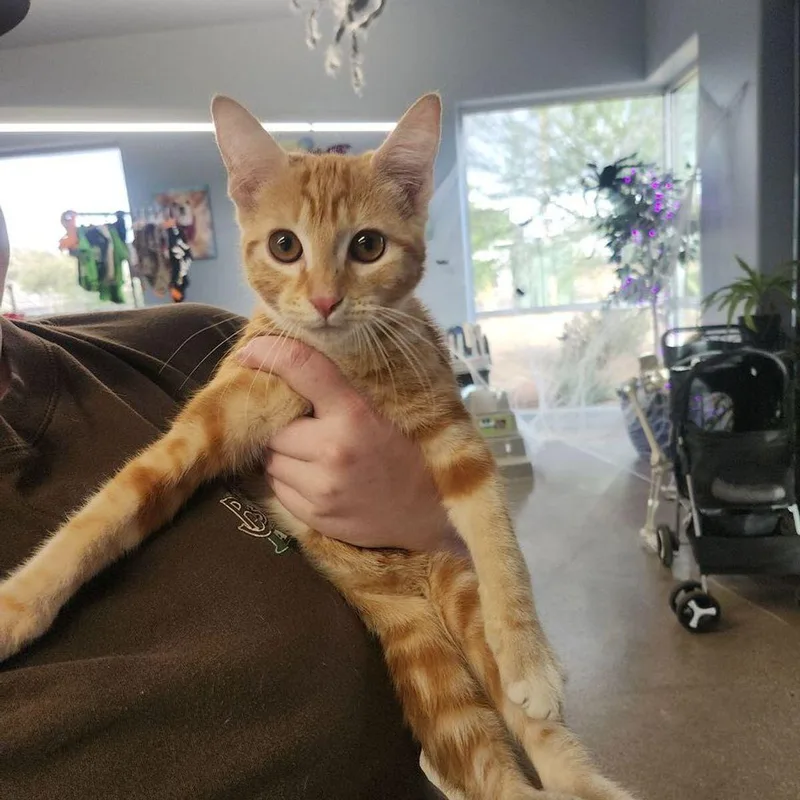 A young small-sized female Orange / Red Domestic Short Hair cat named Paris for adoption in Kingman, AZ