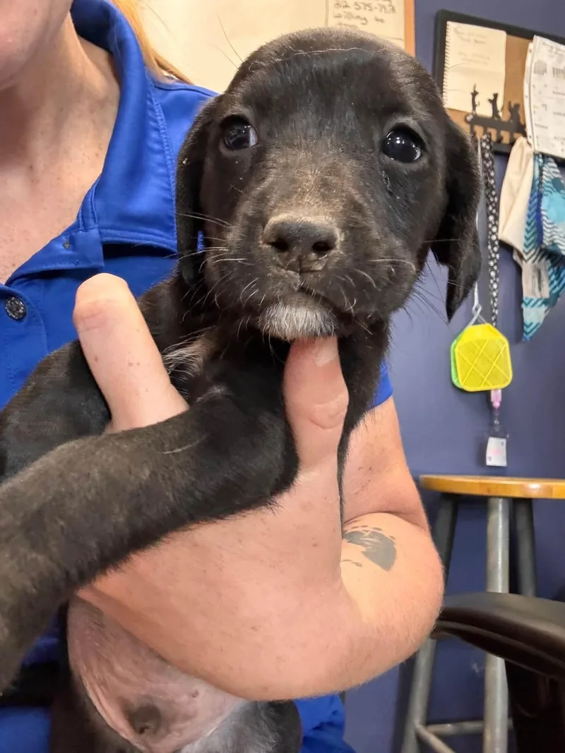 A baby small-sized male Black Chihuahua dog named Cider for adoption in Browns Mills, NJ