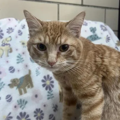 An adult medium-sized male Domestic Short Hair cat named Tangerine for adoption in Kansas City, MO