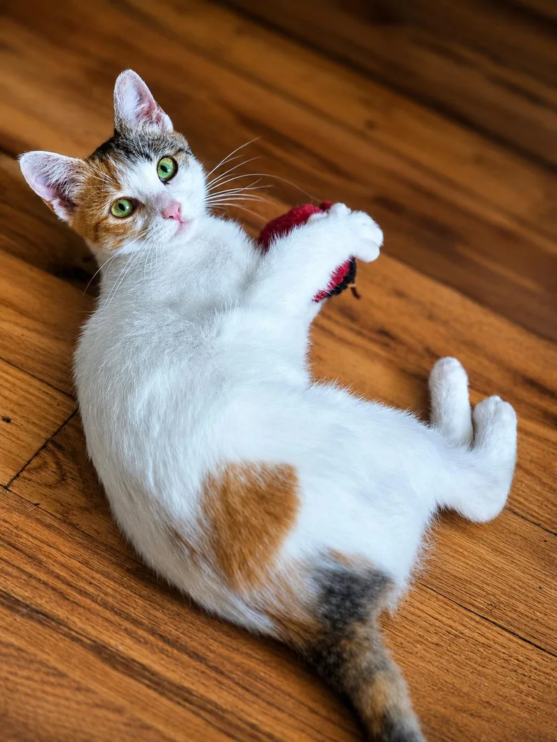 A baby small-sized female Calico Domestic Short Hair cat named Smoosh for adoption in South Richmond, NY