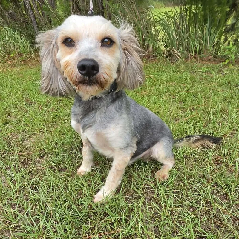 A young small-sized male Yorkshire Terrier dog named Jed for adoption in Foley, AL